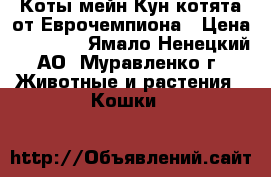 Коты мейн Кун,котята от Еврочемпиона › Цена ­ 25 000 - Ямало-Ненецкий АО, Муравленко г. Животные и растения » Кошки   